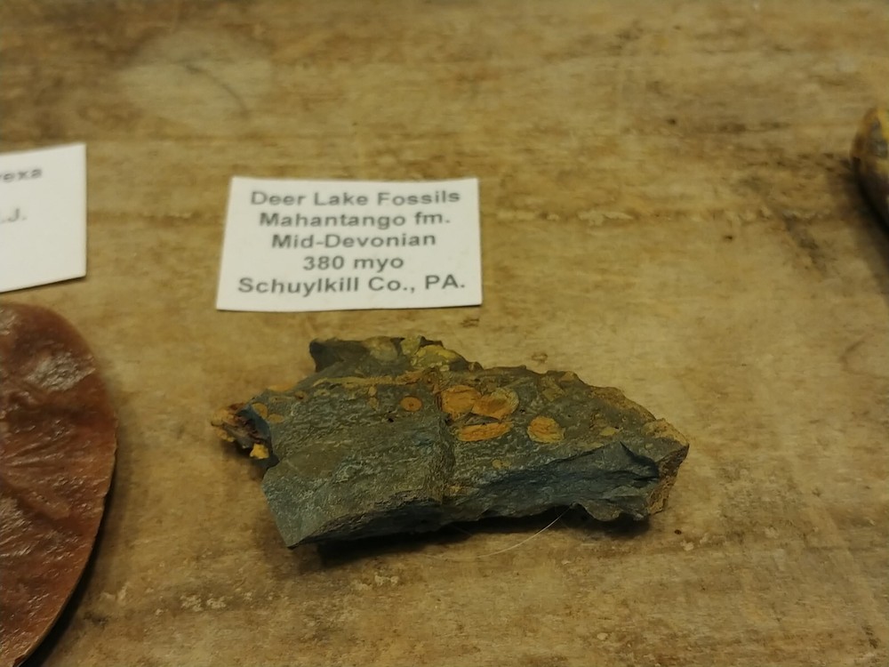 Fossil Lot 34 Total Pieces