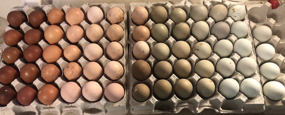 Hatching Eggs OLIVE 6+ extras EE Marans Olive / Mint / Sage / Green Rainbow