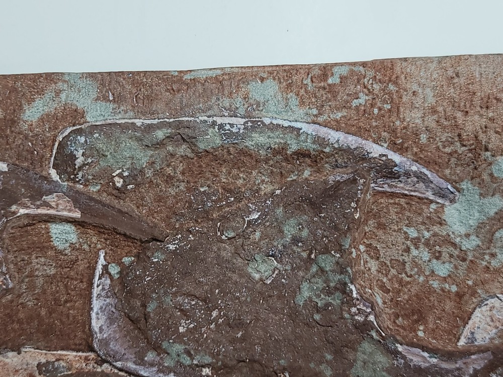 Rare 5 Fossil Devonian Armored Fish Cephalaspid Agnathan Panzer