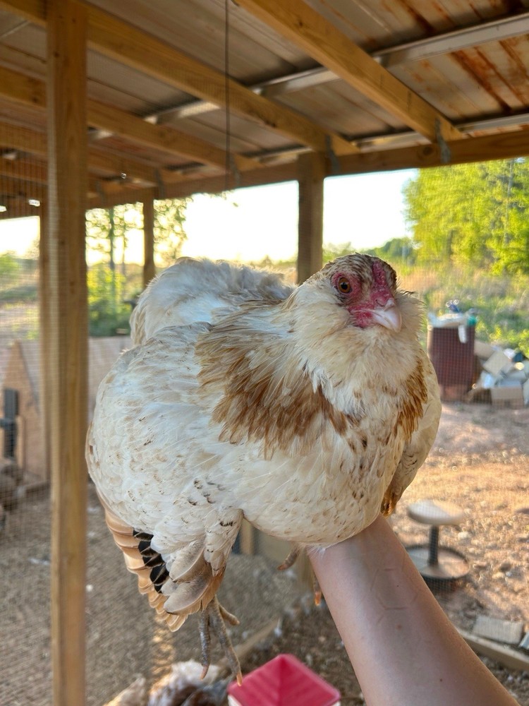 Preorder Of Mixed Dozen Ameraucana Hatching Eggs