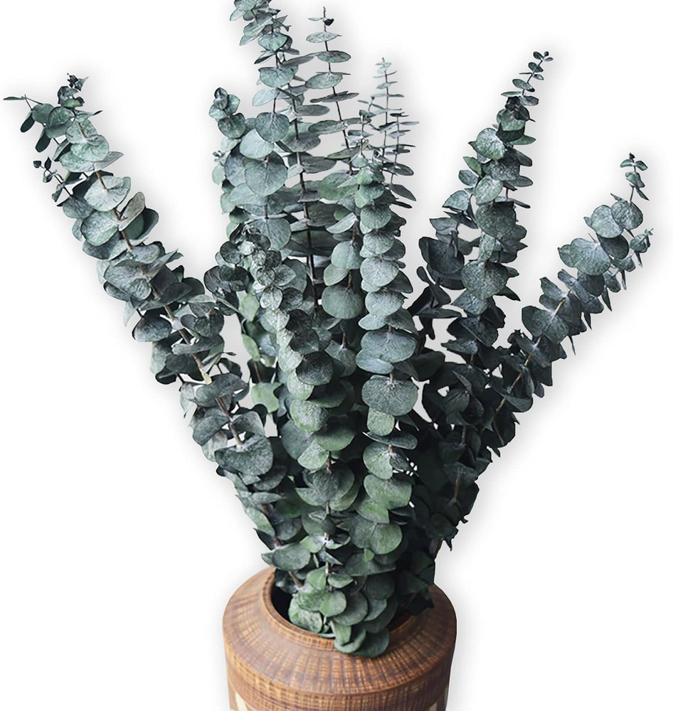10 Pack Natural Dried Eucalyptus Bundle,17 Inch/45Cm Preserved Fresh Eucalyptus