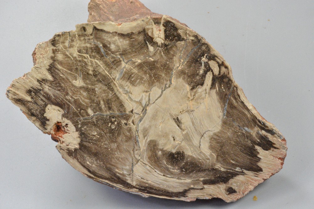 Petrified Wood, knots, Oregon