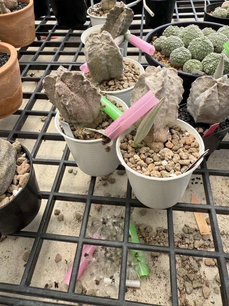 60 Seed Whitesloanea crassa + Phytosanitary