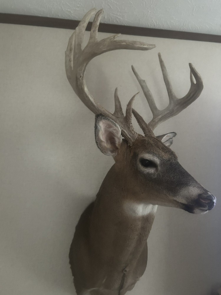 12 Point Whitetail Deer Mount