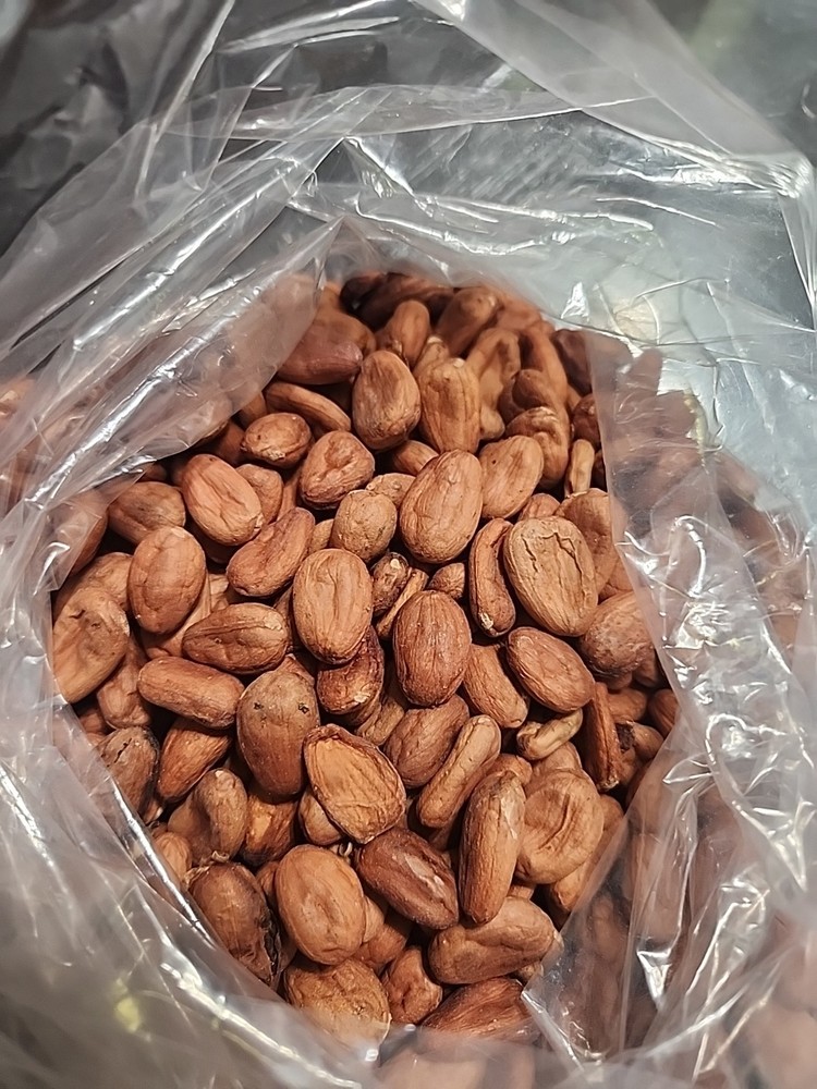 Cocoa Beans