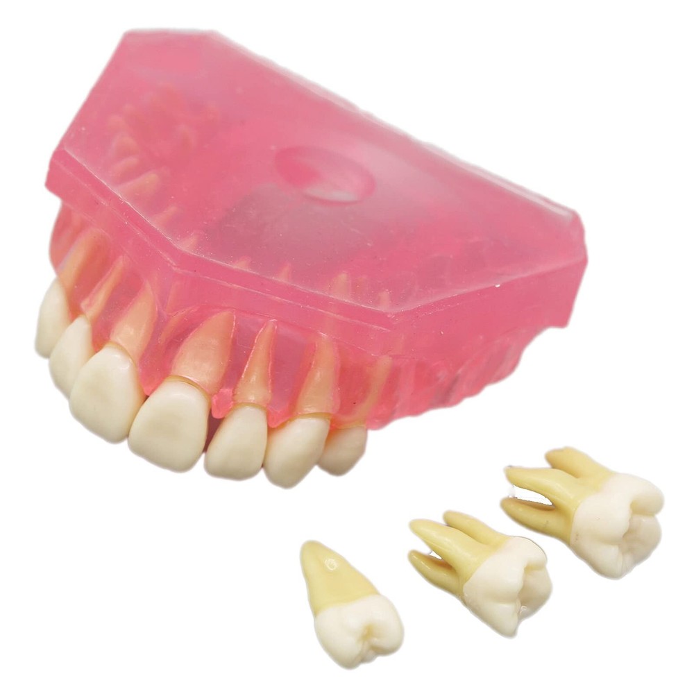 Dental Study Model Removable Teeth Soft Gum Typodont Student Practice Teaching