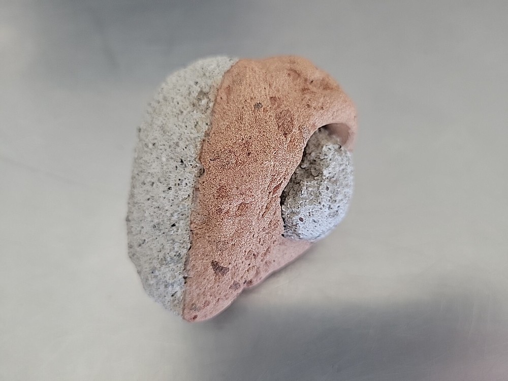 Fossilized Rock Stone Sedimentary Possible Shell Or Egg Unique