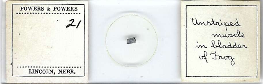 Frog Bladder Muscle Unstriped Microscope Slide by Powers & Powers