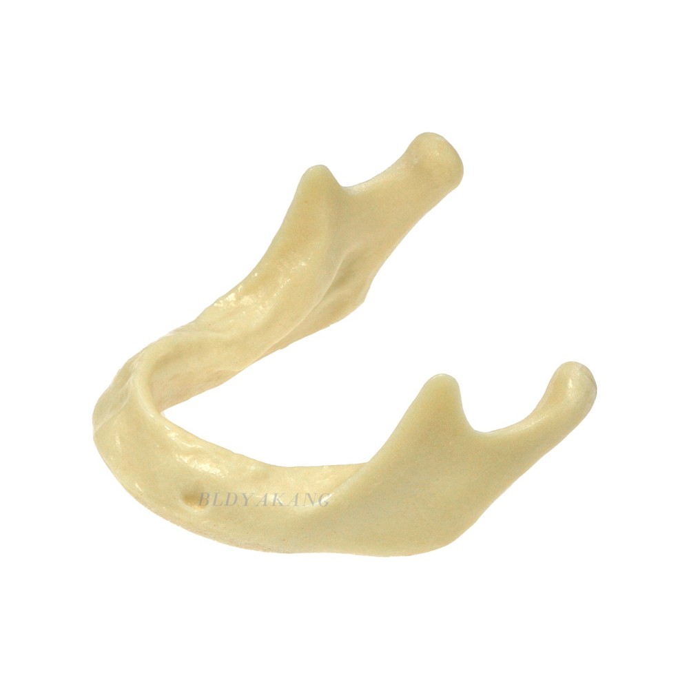 Dental Mandible Implant Jaw Bone Model For Practice Basic Drilling Insertion