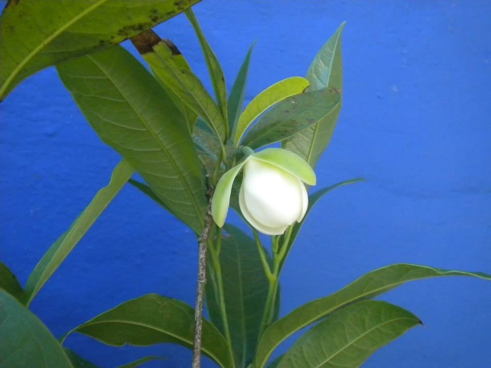Coco Magnolia live plant
