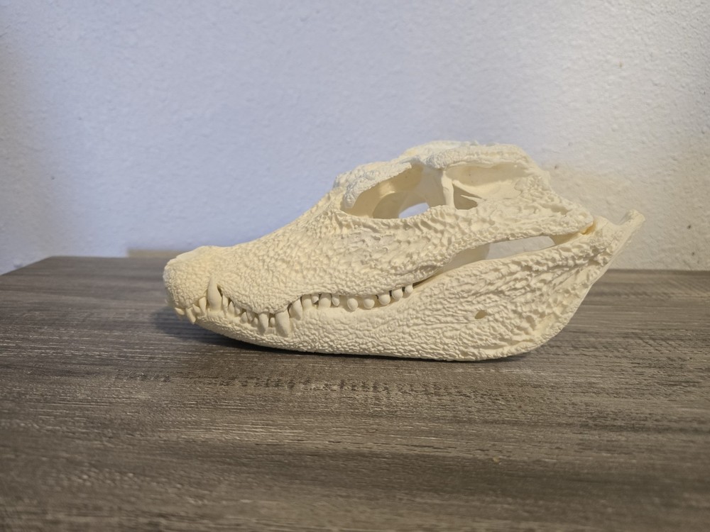REPLICA Dwarf Crocodile Skull