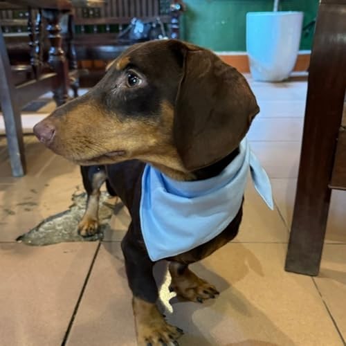 Premium Solid Dog Bandana, Luxury Soft Cotton Adjustable Triangle Medium Blue