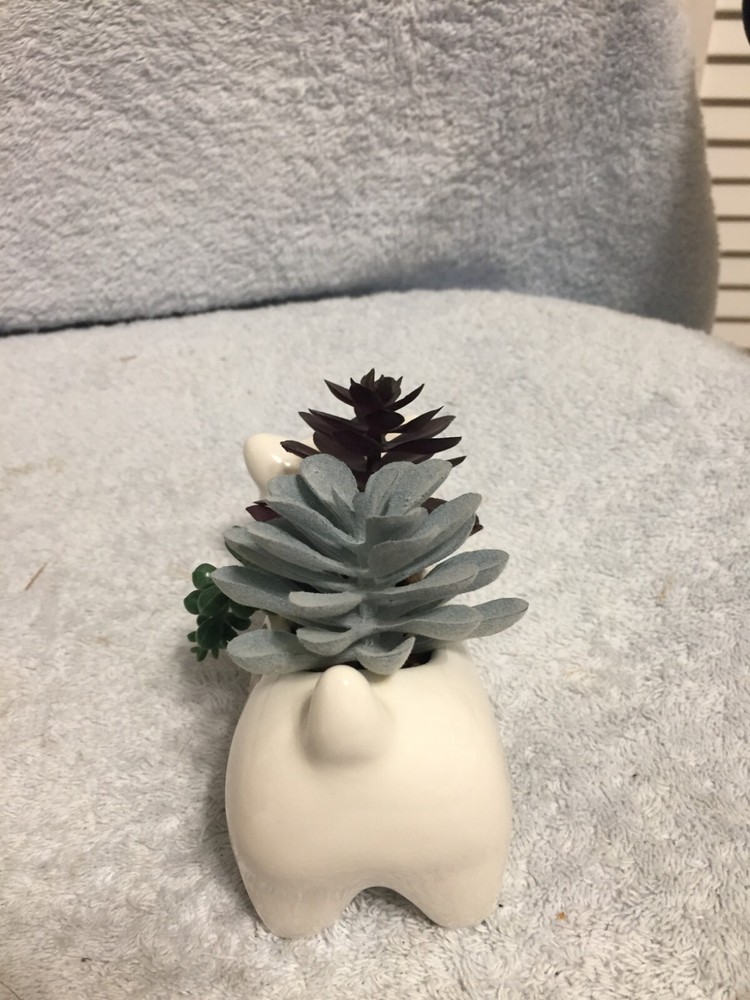 Kitty Cat Succulent White 6" X 3" New No Box