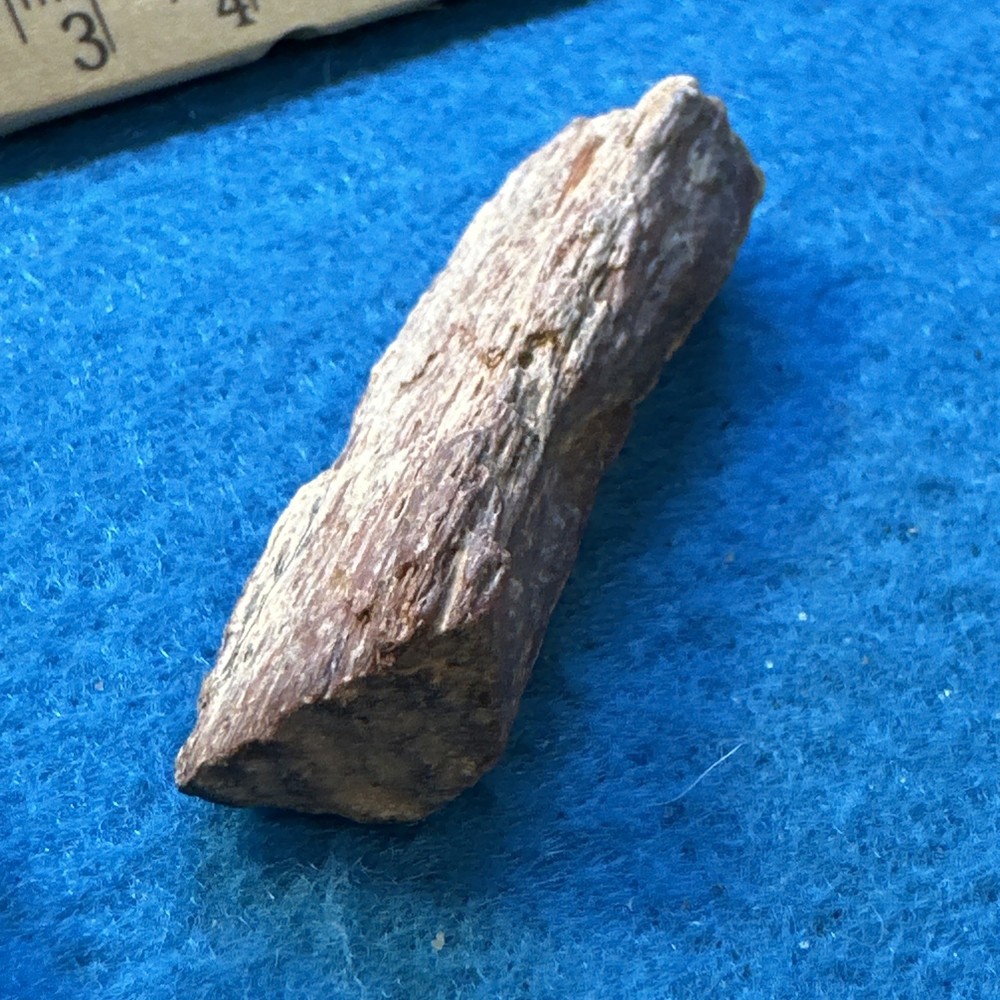 Spinosaurus Extinct Dinosaur Bone Fossil in Display Case