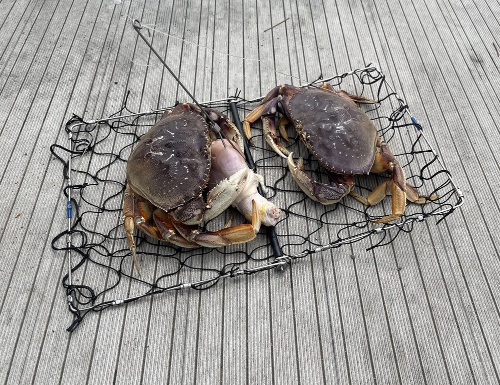 Foldable Crabjaw Trap with Bait Clip - Redesigned Rectangle Castable Crab Haw...