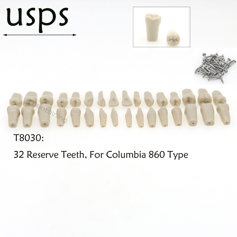 US Columbia Dentoform 860 Dental Study Model 32 Replace Teeth Mounting Pole