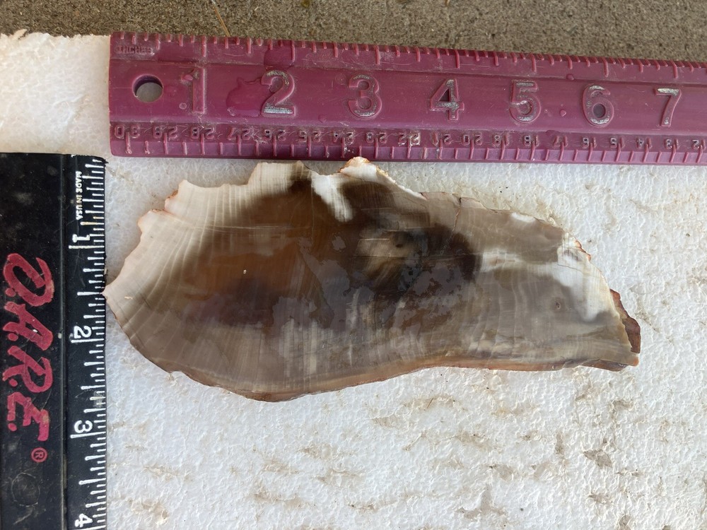 Agatized Petrified Wood Slab