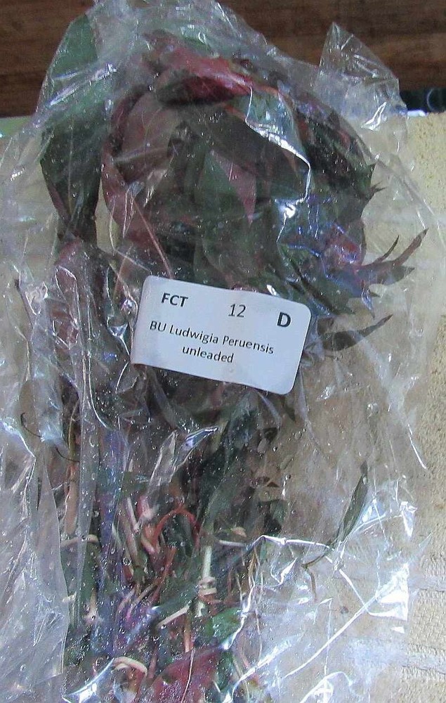 36 stems peruensis ludwigia plants