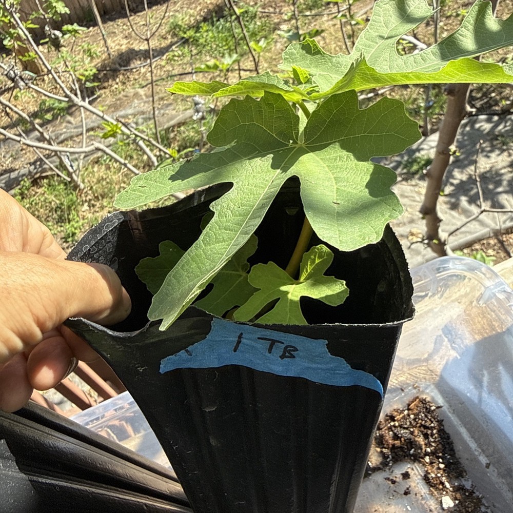 Italian Black YOUNG Fig Tree 🌲