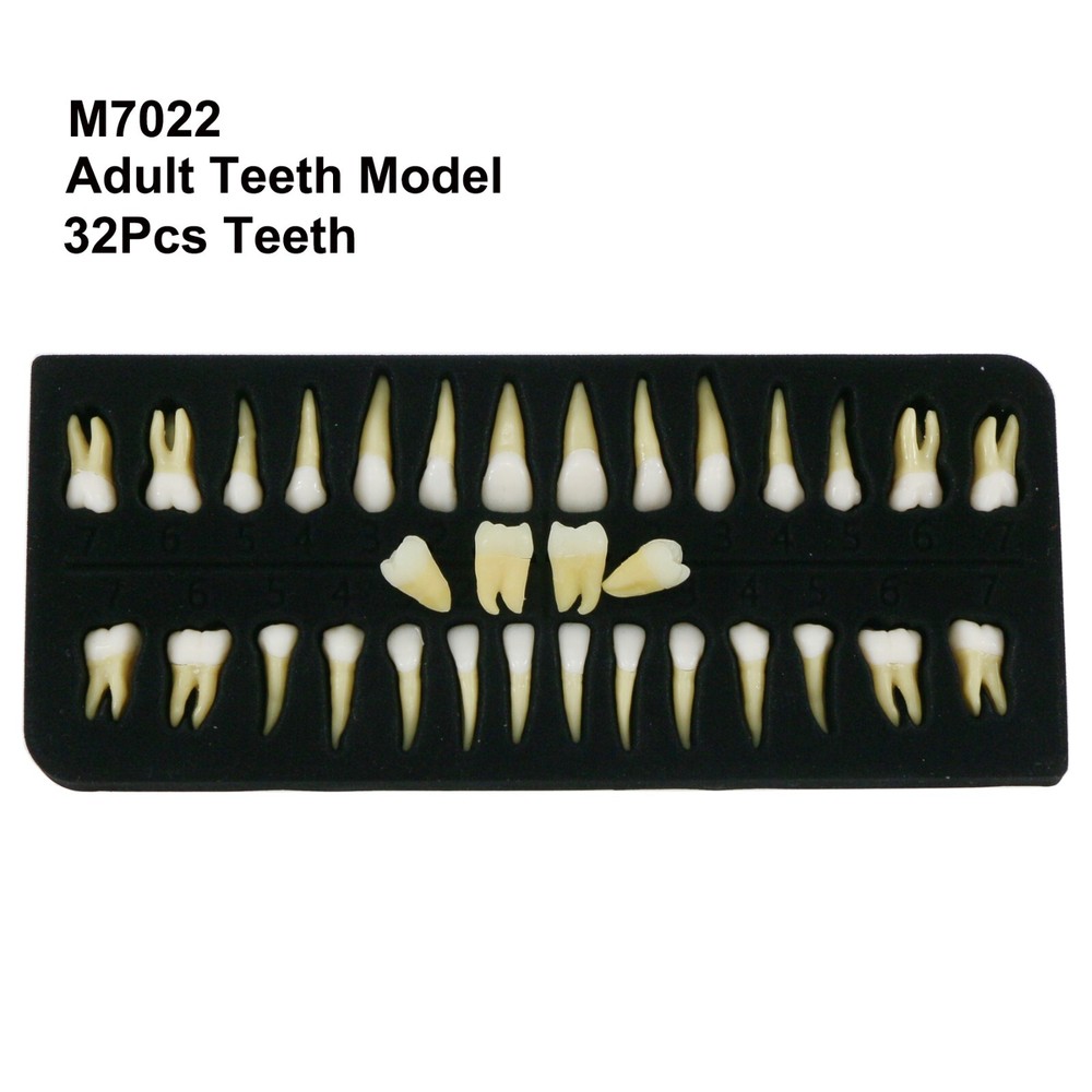 Dental Practice Ortho Typodont Teeth Model for Brushing Standard Teeth Model