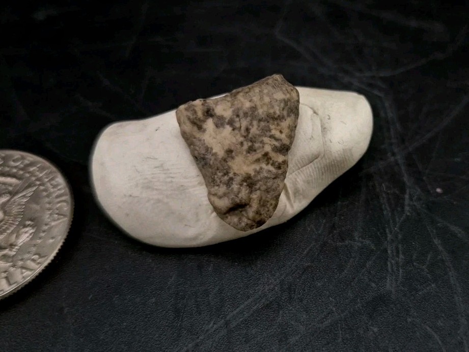 Fossil Dinosaur Permineralized Tooth T-rex 🦖