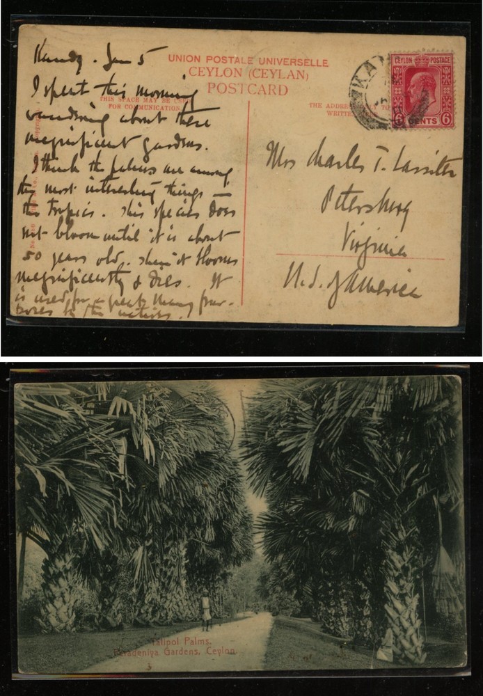Ceylon  interesting   post  card     AT0515