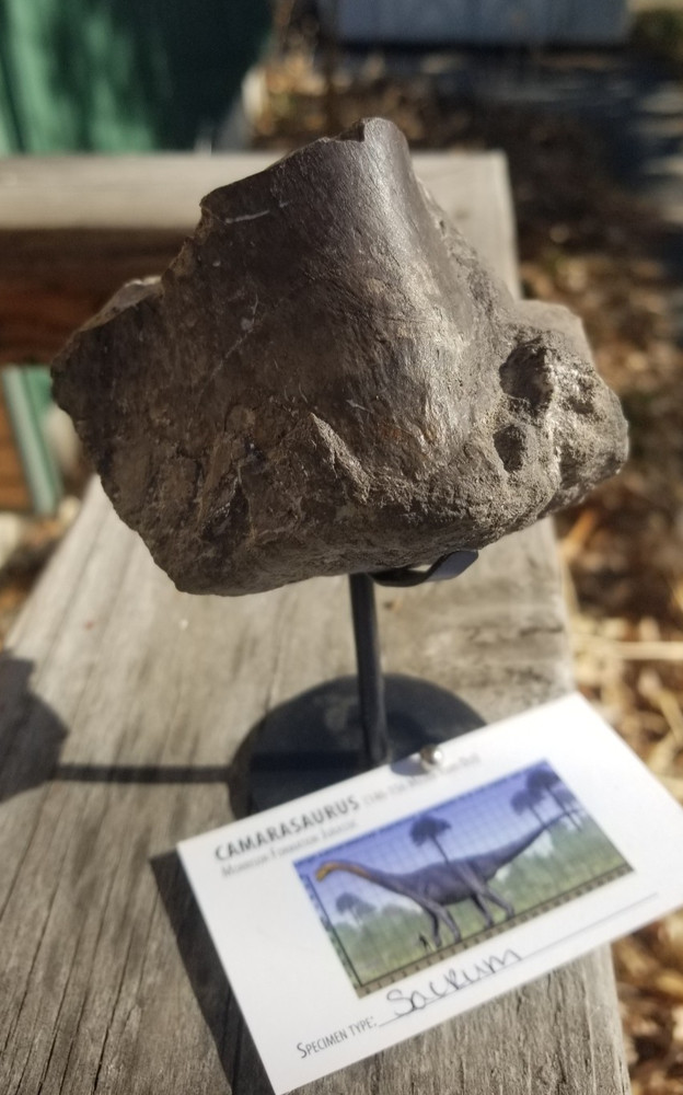 Nice Camarasaurus Sacrum Section Fossil Dinosaur Jurassic Morrison CO Recent Dig