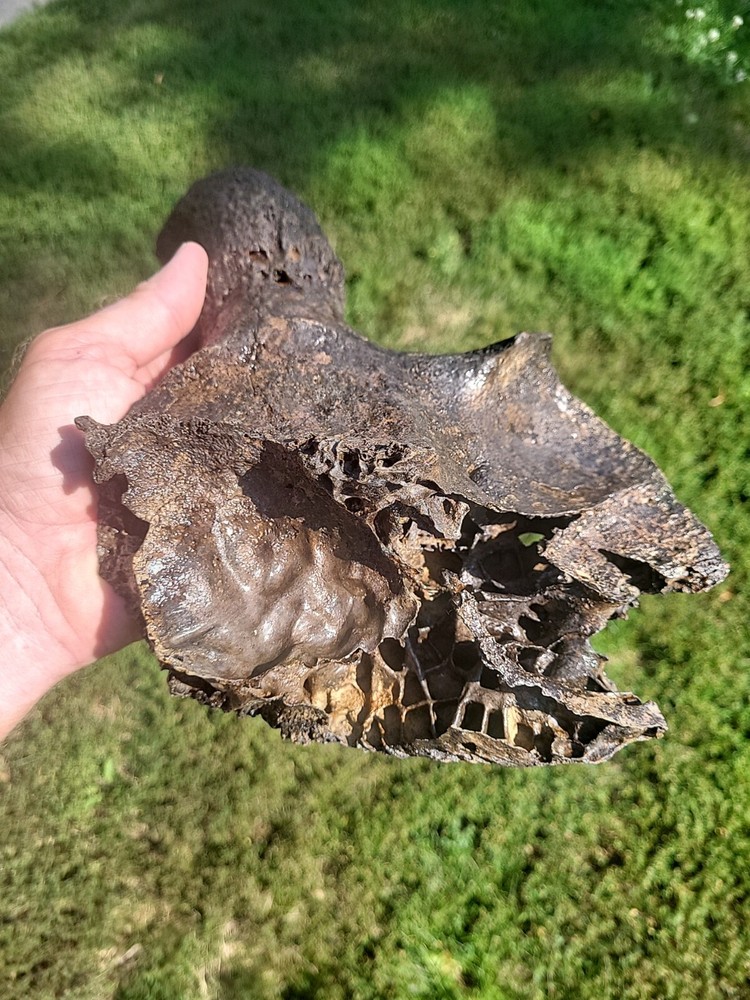 Historic Bison Horn Core Partial Skull river find