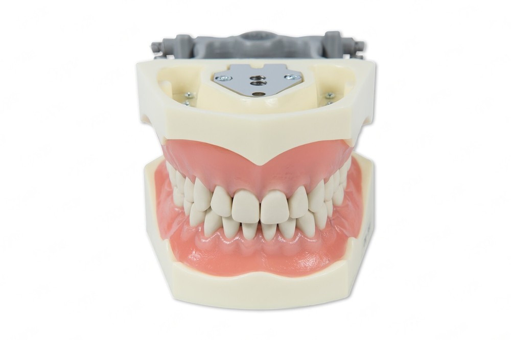 Dental Typodont Model 860 compatible with Columbia brand teeth