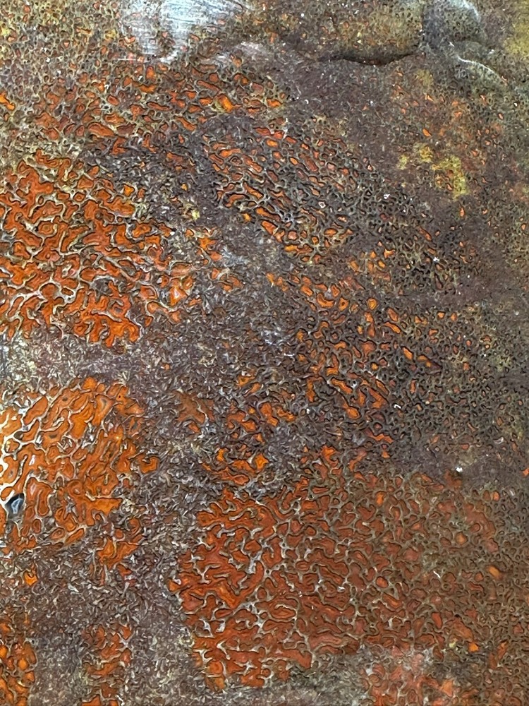 Dinosaur bone rough **hxtled large slab.