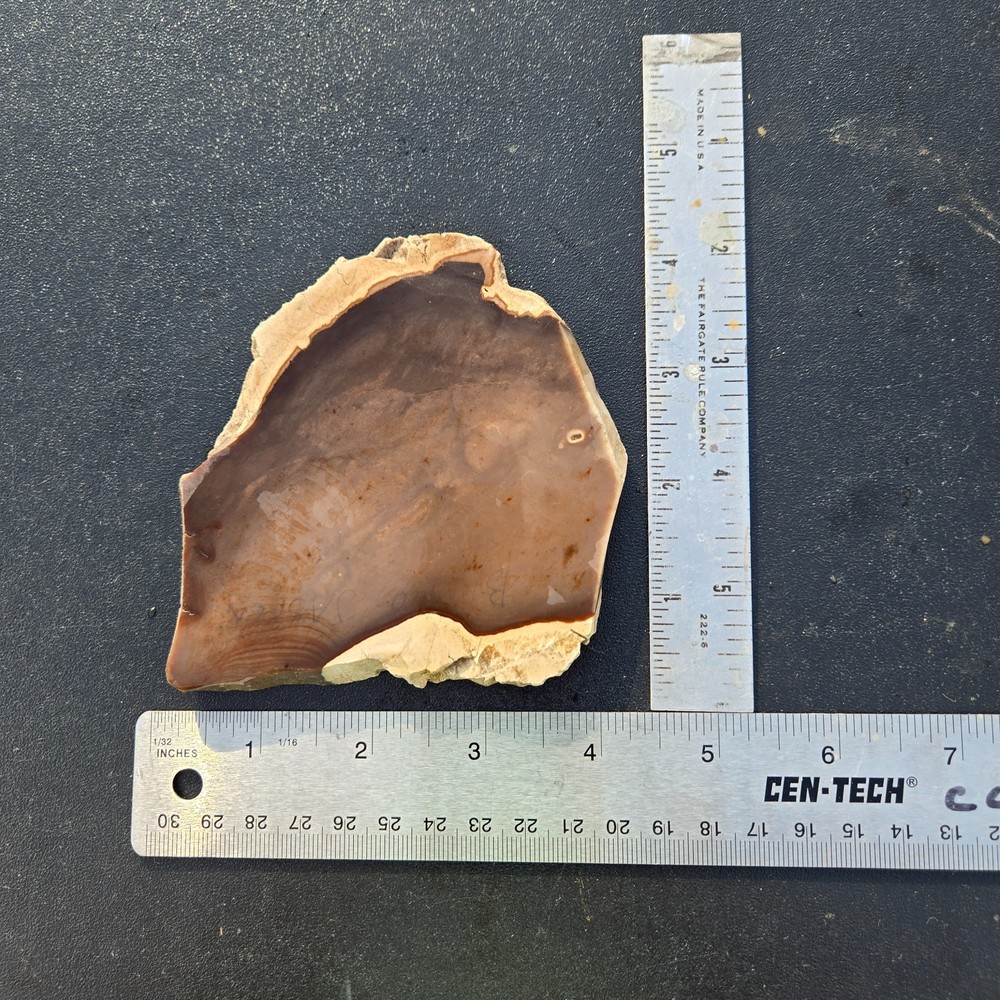 Petrified Wood Slab