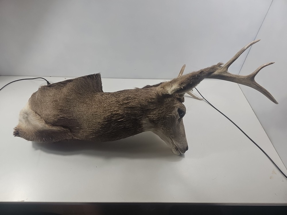 Authentic White-Tailed Deer Head Wall Mount Taxidermy