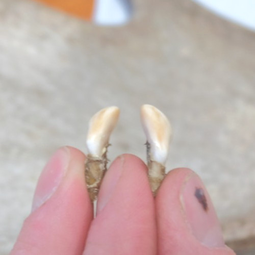 Elk Ivory