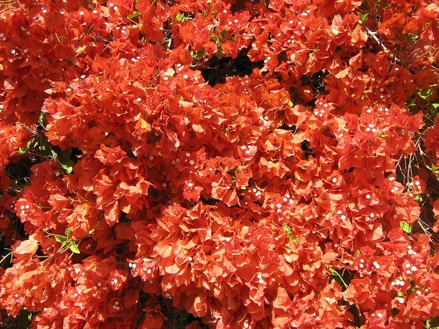 Bougainvillea - 'Flame'