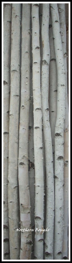 4 Thick White Birch Poles 7'