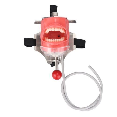 Dental Materials Oral Preparation Model Instruments Tools Simulation Head Molds
