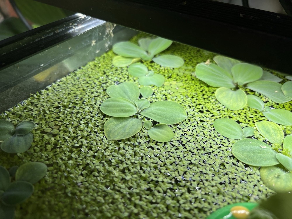 Water Lettuce (May Include RamsHorn Snails)