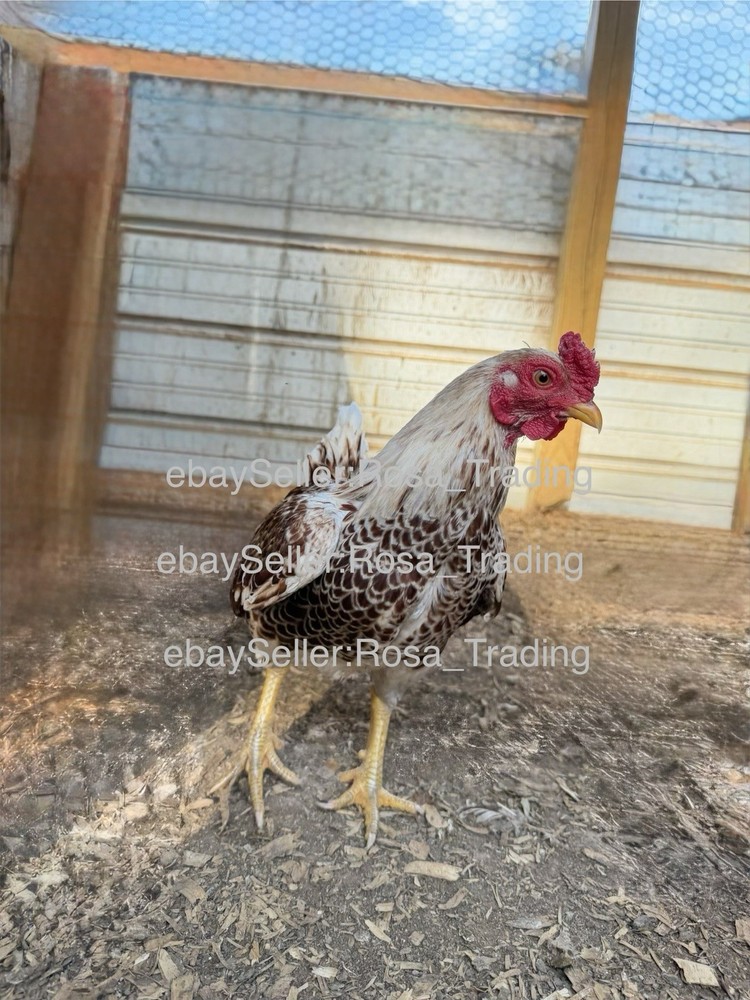 Red white Laced Cornish Bantam Hatching Eggs 10 Pcs