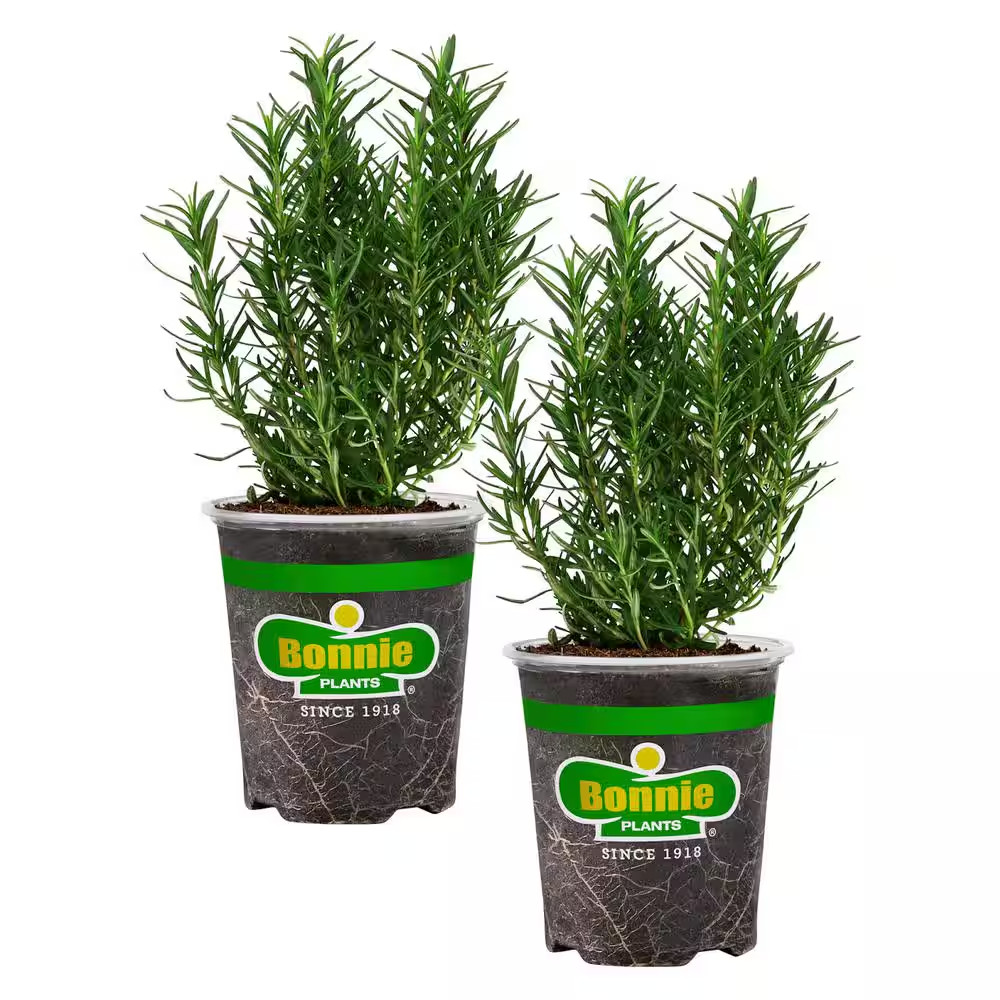 19 Oz. Rosemary Plant, 2-Pack