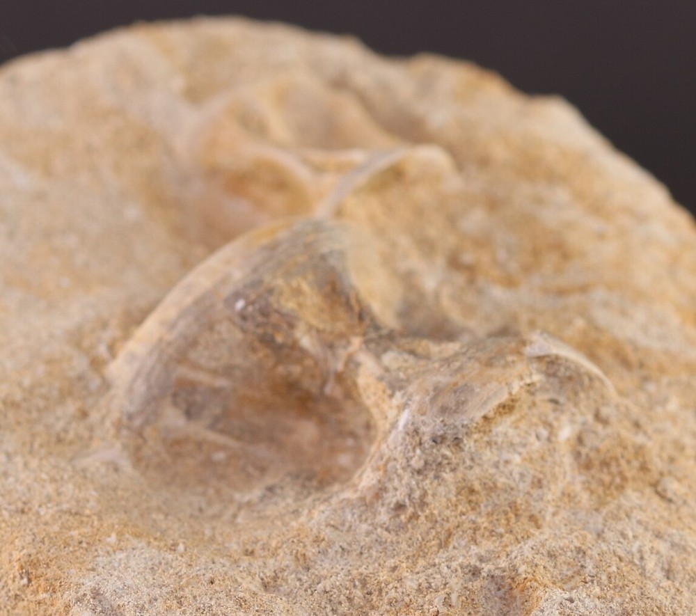 Fossil Fish 2 Vertebrae Enchodus Cretaceous Dinosaur Age Morocco #3349