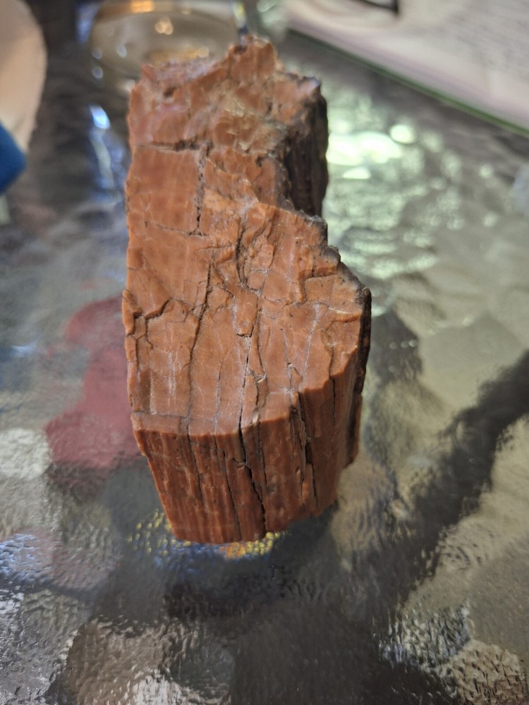 Petrified Wood From Out West USA.