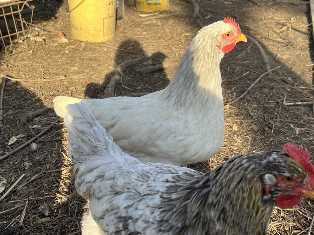 Swedish Flower Eggs 15+ Pack