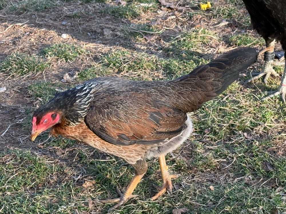 10+ Pure Harold Brown Grey Chicken Eggs