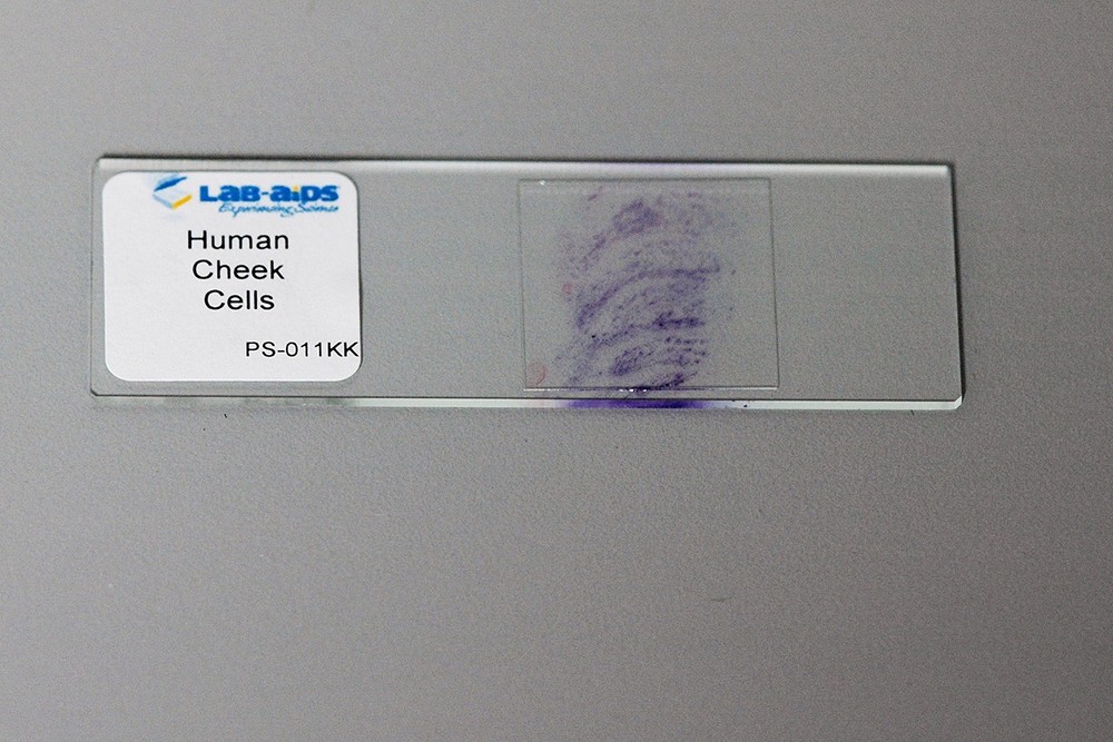 Microscope Slide Mailer (Pack of 25) | OakRidge medium, Transparent Blue