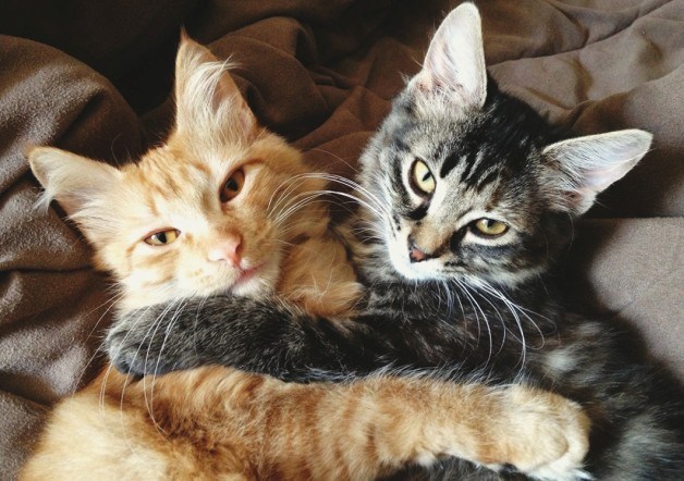 joint and hip for cats - CAT HIP AND JOINT SUPPORT - cat liver support - 2B