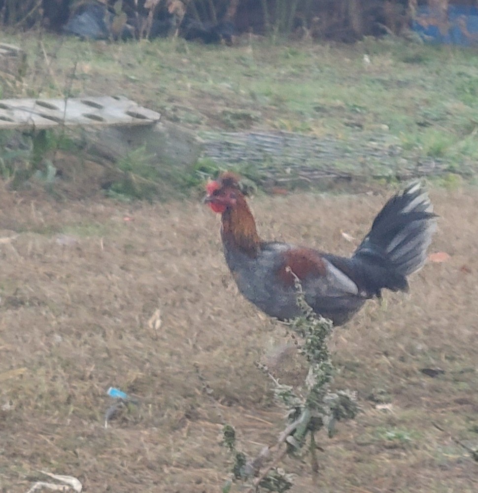 BLUE TOPPYS HATCHING EGGS 6+