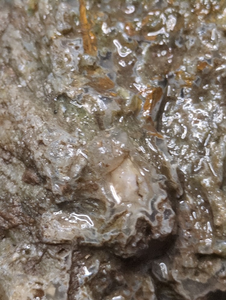 Pink Limb Cast w/ Moss Inclusions (14.8oz)
