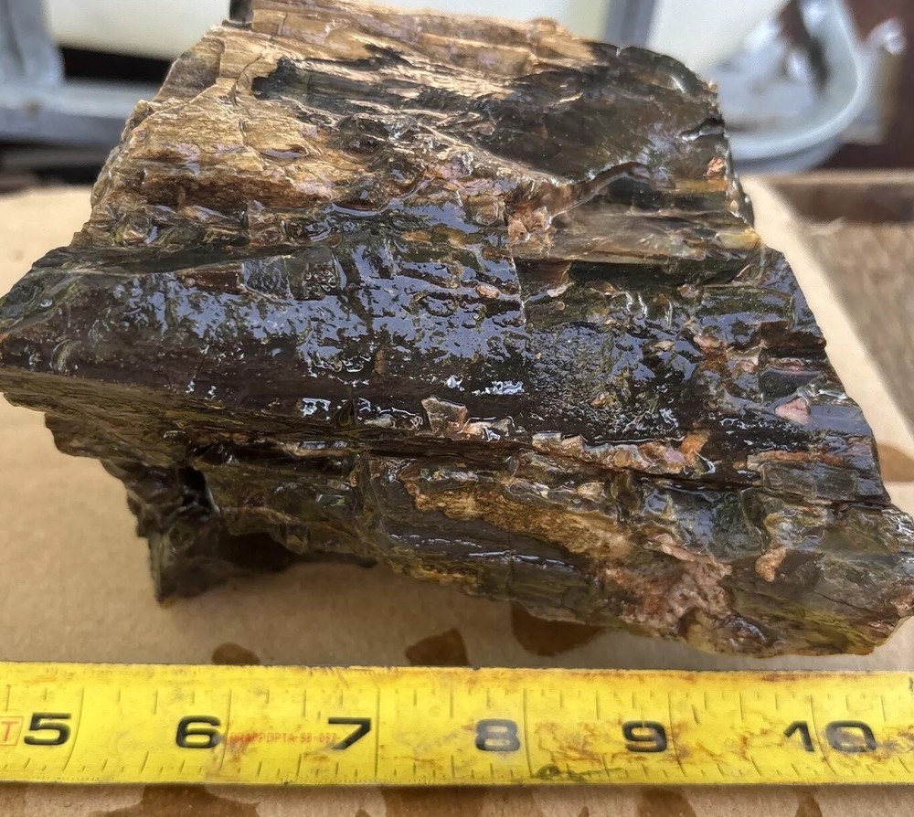 Colorful petrified wood