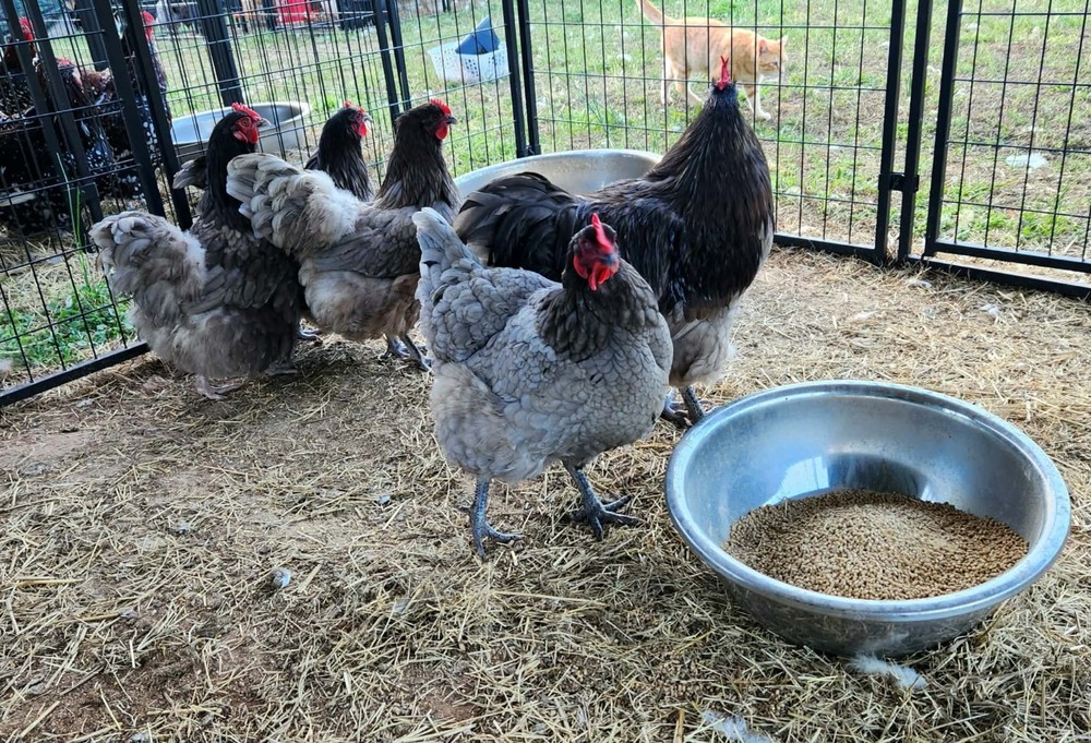Blue Orpington Hatching Eggs Full Dozen NPIP Certified