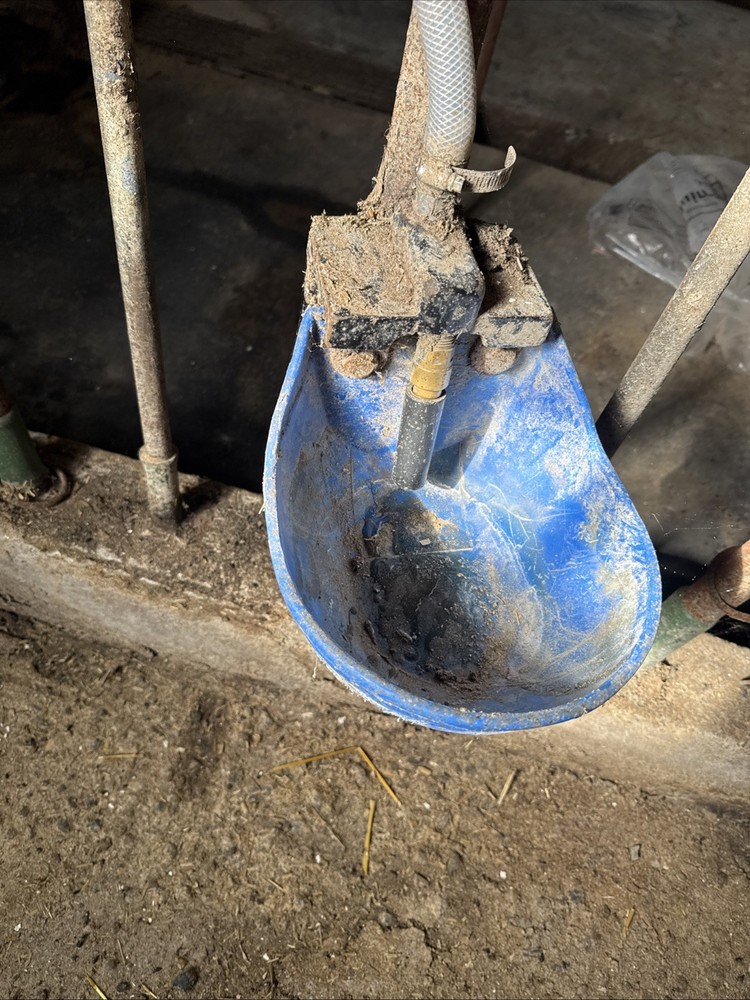Dairy Cow Drinking Cup For Stall Barn